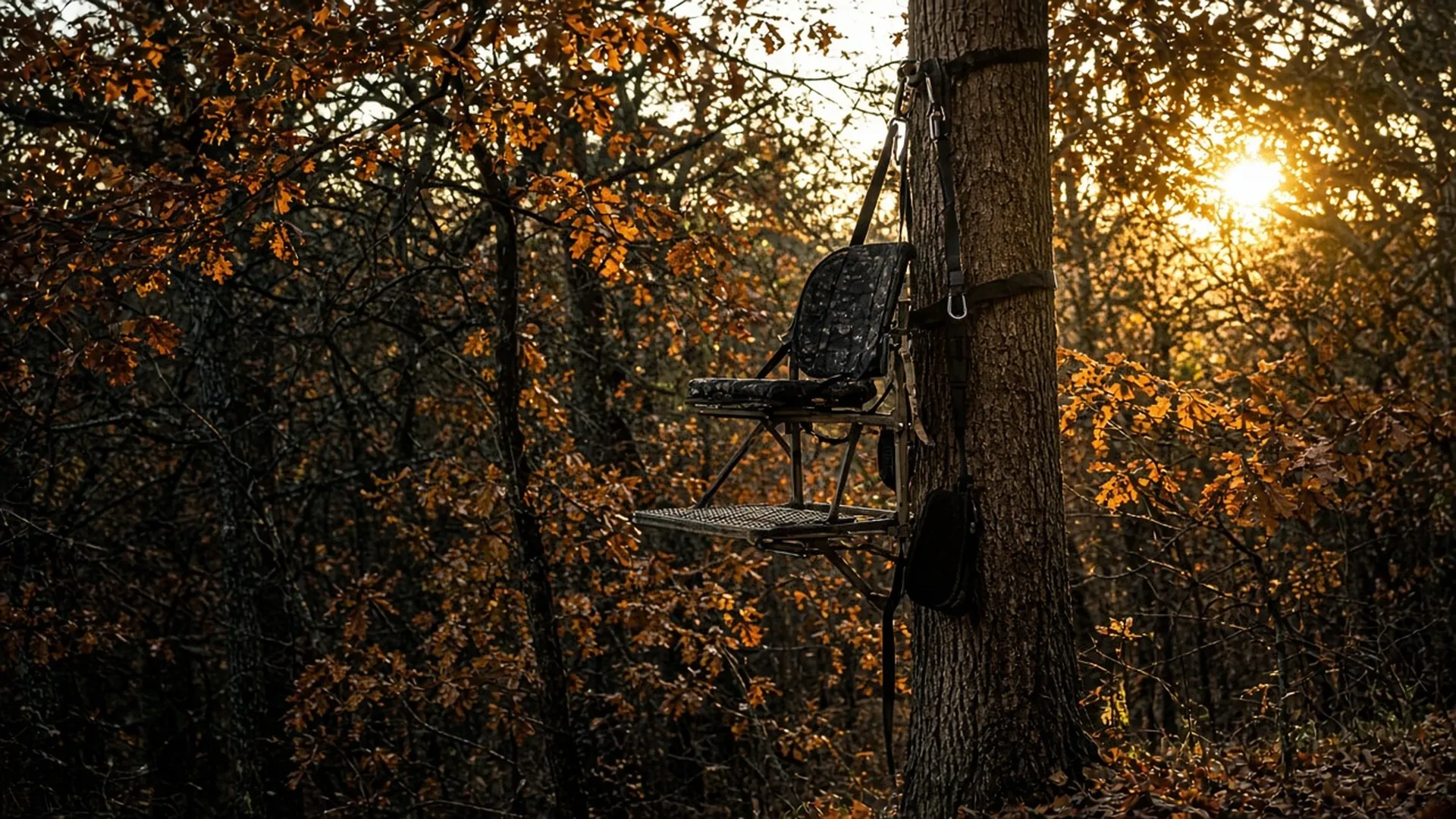 An empty hang-on tree stand fixed high on a straight oak trunk with a full-body harness tether neatly in place