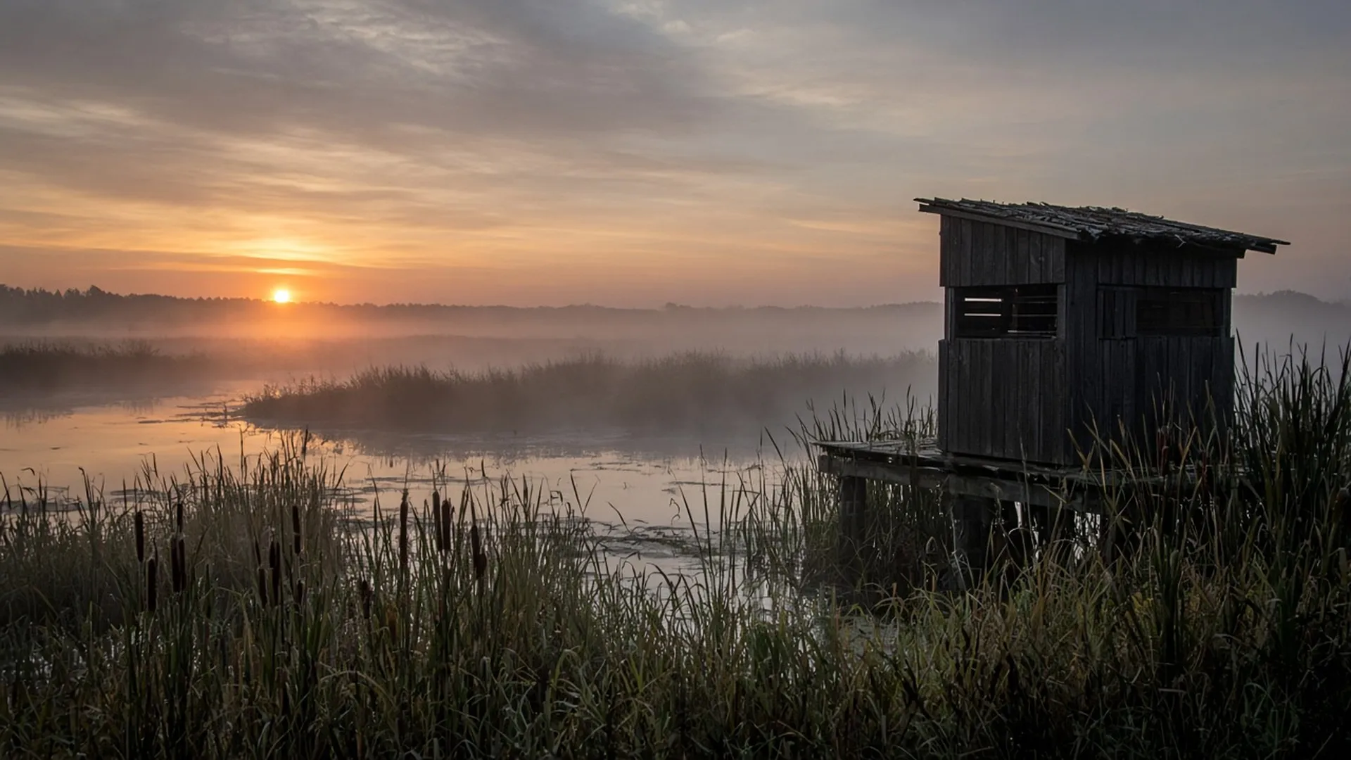 A calm wetland marsh at sunrise with cattails and mist