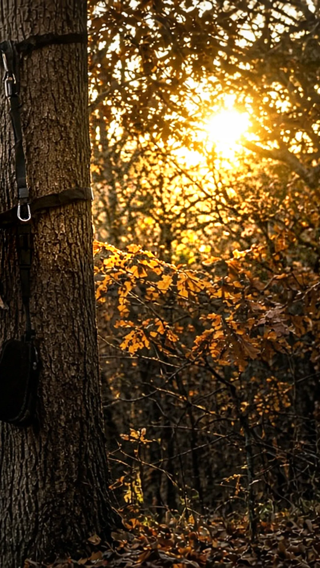 An empty hang-on tree stand fixed high on a straight oak trunk with a full-body harness tether neatly in place